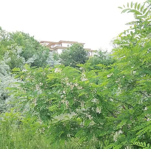 C32 In Dream Complex ラヴダ